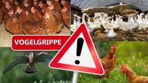Zum Schutz gegen Geflügelpest: Stallpflicht im Kreis Paderborn für alles Geflügel gilt nach wie vor
